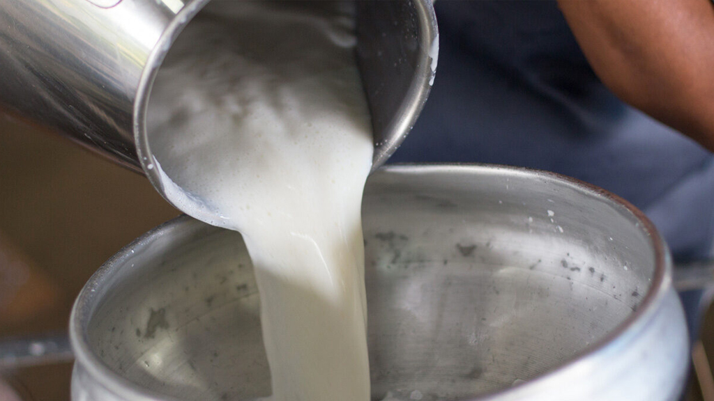produzione del latte